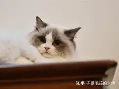 开云体育入口-不是，某个群体怎么和主子一样，闭着眼睛撒谎，张嘴就来。(不合群的人一定要深交)